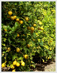 Ingys Citrus Orchard